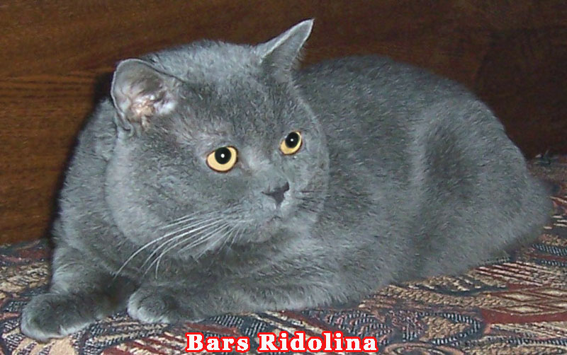 британский кот Bars Ridolina
