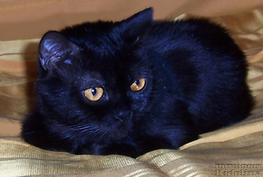 Британская кошка чёрного окраса, Czarina Ridolina, питомник Ridolina. Тел. в Москве 8 985 2589172