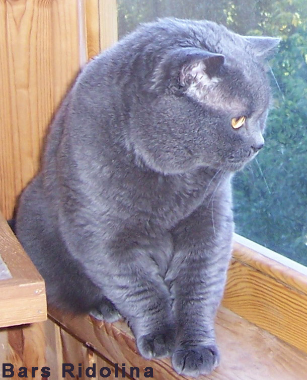 британский кот голубого окраса Ch. Bars Ridolina