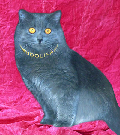 British Longhair Cat of blue color Nicole Ridolina