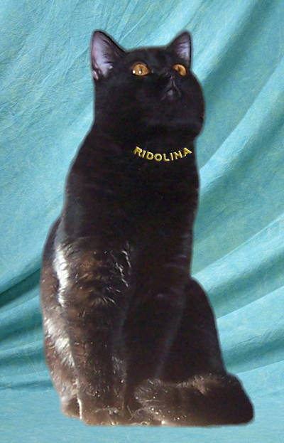 Британский кот чёрного окраса Conor Ridolina