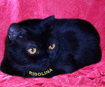 Британская кошка чёрного окраса Czarina Ridolina