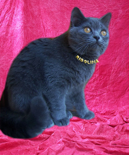 Британская кошка голубого окраса Catarina II Ridolina