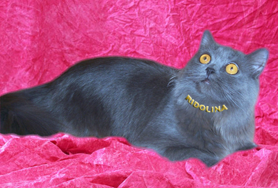 Британская длинношёрстная кошка голубого окраса Laura Ridolina