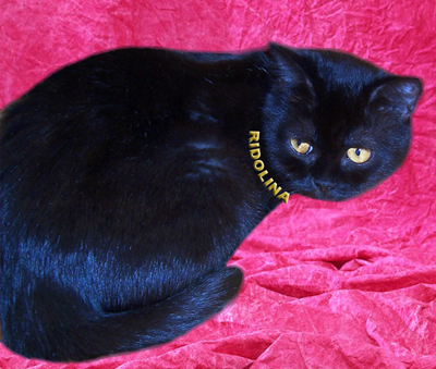 Британская кошка чёрного окраса Lora Ridolina