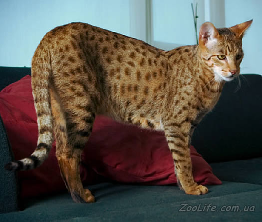 Ашера самая редкая и экзотичная домашняя кошка в мире!