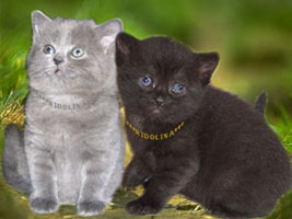 Британские котята чёрного и голубого окраса из питомника Ridolina.