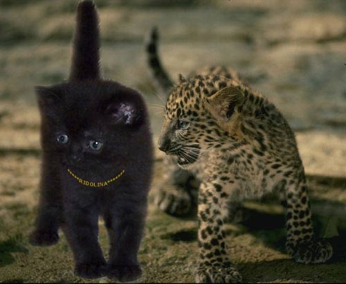 Британский котик чёрного окраса Dragon Ridolina с леопардом.