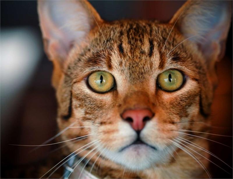Ашера самая редкая и экзотичная домашняя кошка в мире!